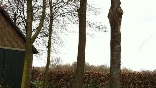 Bomen rooien Zuidzande